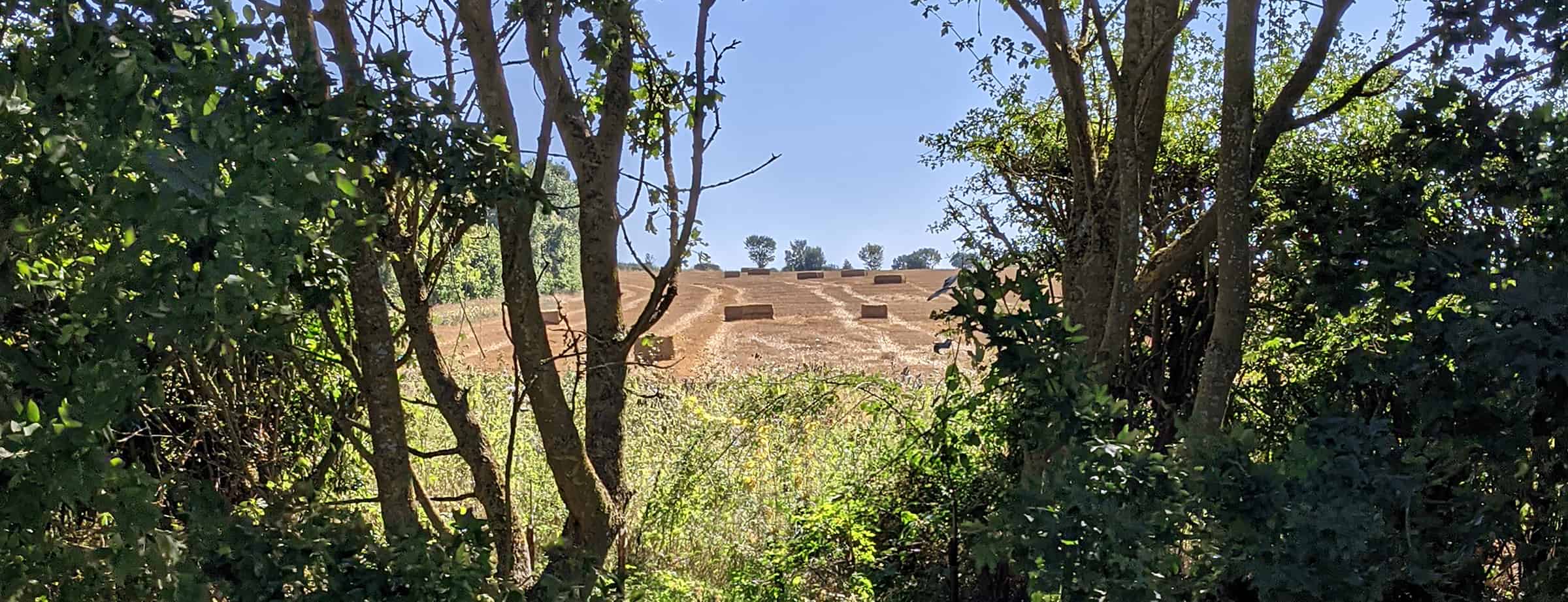 Meadow view on to a harvested field 