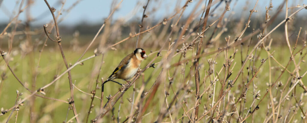 A Goldfinch perched on branches in winter - image credit: www.bfbc.org.uk