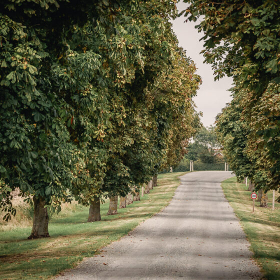 Tree-lined driveway at Polehanger Farm in Meppershall, Bedfordshire.